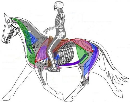 Anotomie du cheval